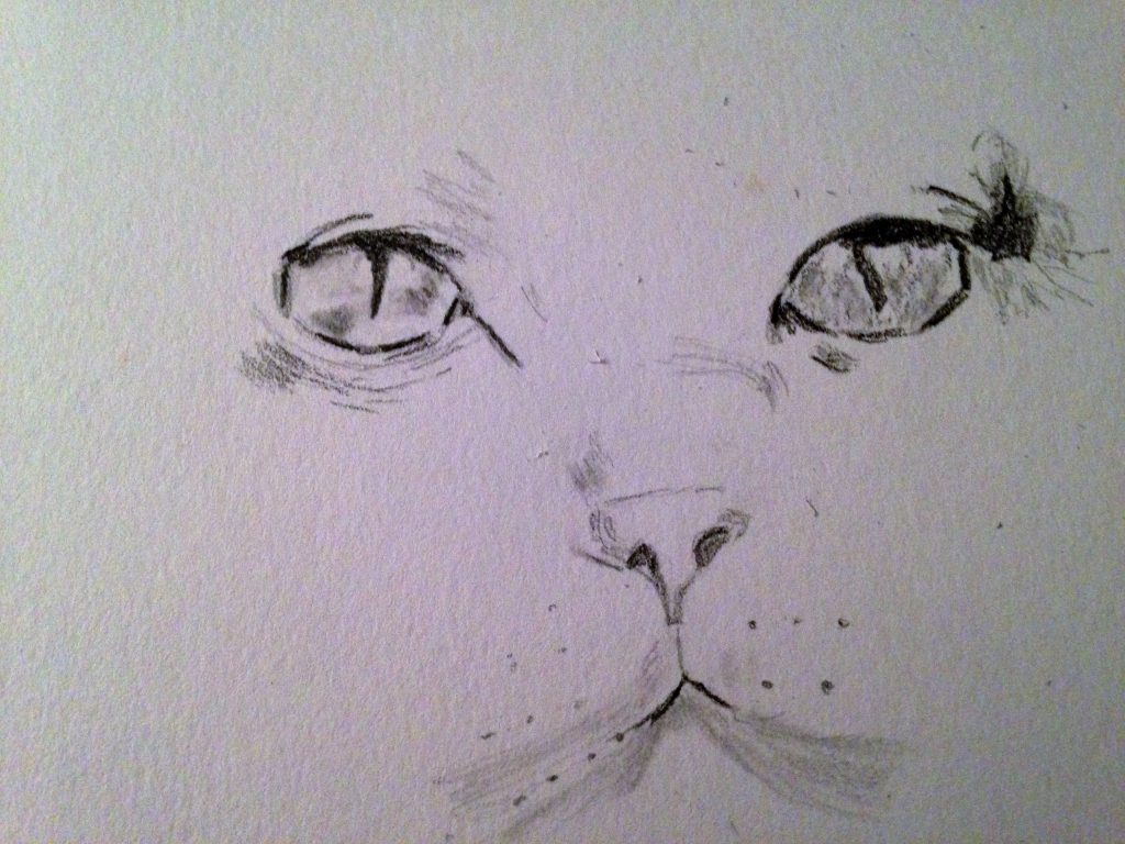 Dessiner le regard d'un chat facilement : Tutoriel en 5 étapes pour les débutants en dessin.