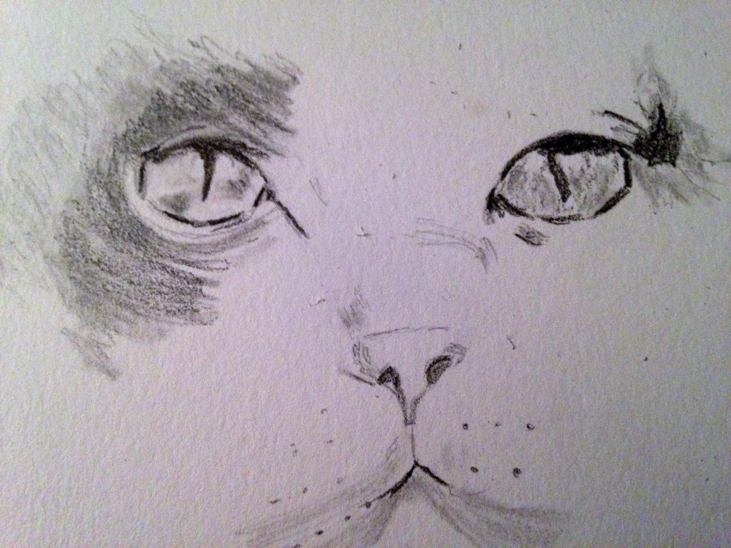 Dessiner le regard d'un chat facilement : Tutoriel en 5 étapes pour les débutants en dessin.