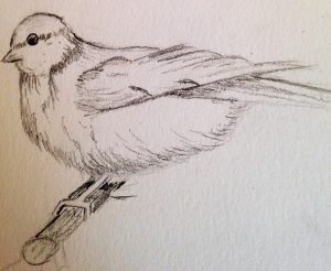 Tutoriel : Comment dessiner un oiseau au crayon en 3 étapes faciles