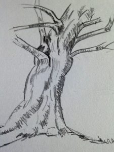 Tutoriel étape par étape pour dessiner un tronc d'arbre réaliste.