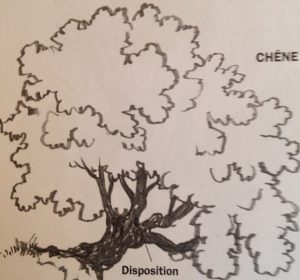 les formes des branches et du feuillage avec le chêne