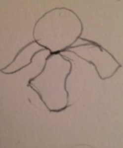Comment dessiner facilement un iris : les pétales