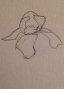 Comment dessiner un iris facilement : les pétales