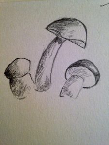 ombre-de-champignons
