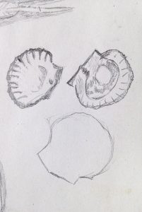 Comment dessiner des crustacés