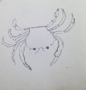 Comment dessiner des crustacés en 10 mns