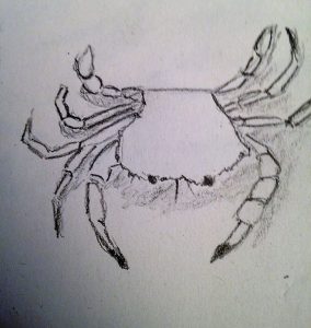 Comment dessiner des crustacés en 10 mn