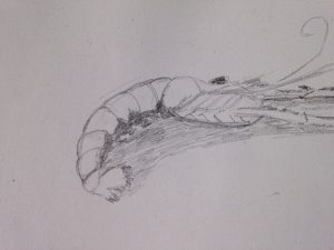 Dessiner des crustacés rapidement : astuces pour un résultat en 10 minutes.