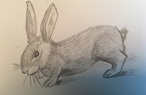 Dessin du lapin avec hachures pour représenter les poils et les ombres