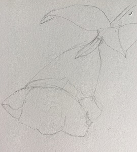 Gommage des traits de construction pour clarifier la forme de la campanule