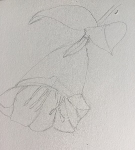 Pistils simplifiés à l’intérieur de la campanule avec traits légers