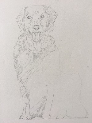 hachures longues sur le corps et plus courtes sur les pattes du chien