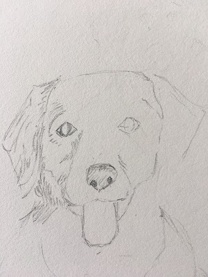 hachures dans le sens du poil sur l’oreille du chien