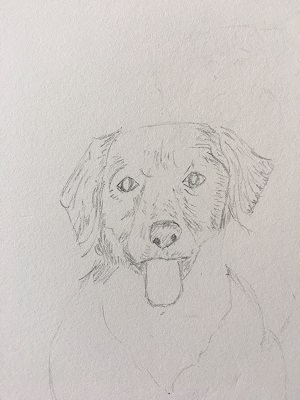 ombrage du museau et contours avec hachures plus serrées