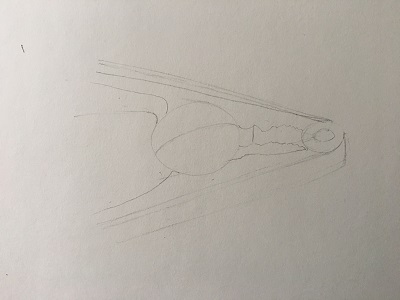 structure géométrique du casse-noix avec vis centrale