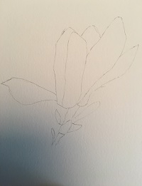 dessin des pétales de magnolia au crayon HB, formes simples