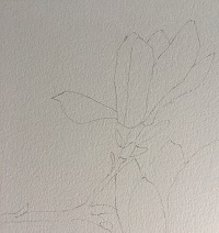 dessin de branches de magnolia avec 2 fleurs au crayon