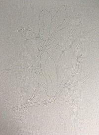 dessin final des fleurs de magnolia prêt à être peint
