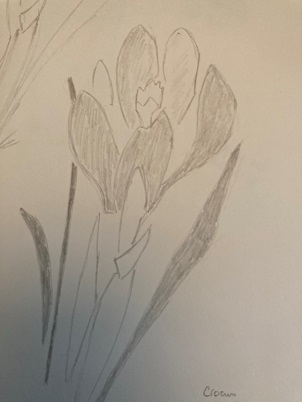 Hachurage du crocus au crayon