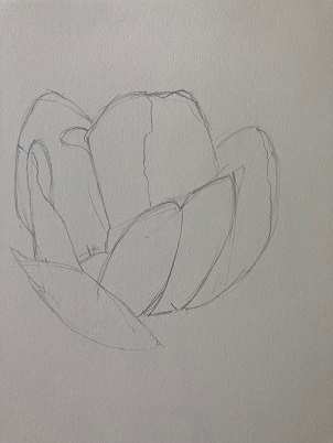 La forme générale de la fleur