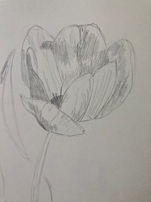 Comment dessiner une tulipe en moins de 10 min