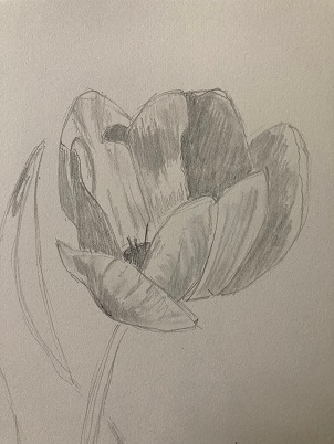 Comment dessiner une tulipe en moins de 10 min