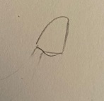 clochette du perce-neige servant de base de proportion