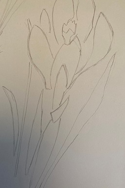 feuillage du crocus au crayon