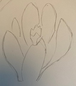 fleur de crocus complète au crayon
