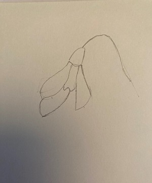 forme générale complète d’un perce-neige vue de face