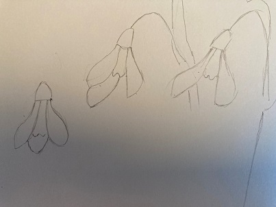 Les 3 fleurs de perce_neige