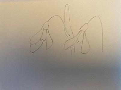 trois perce-neige dessinés avec la même structure de base