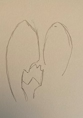 premiers pétales du crocus dessinés au crayon