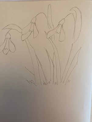 massif de perce-neige avec feuilles longues et tombantes