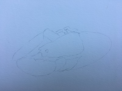 dessin du homard au crayon avec proportions visibles