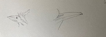 formes de becs oiseaux dessin