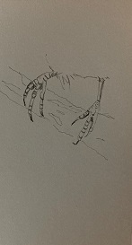 pattes oiseau dessin