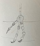 pattes oiseau dessin
