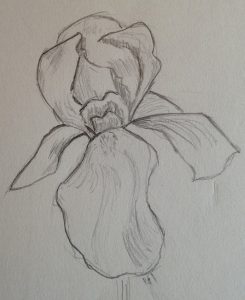 peindre un iris a l aquarelle étape par étape fleur débutant