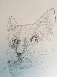 dessiner le pelage d’un chat au crayon avec des hachures