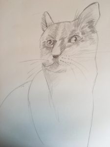 portrait de chat terminé dessiné au crayon avec technique de hachures