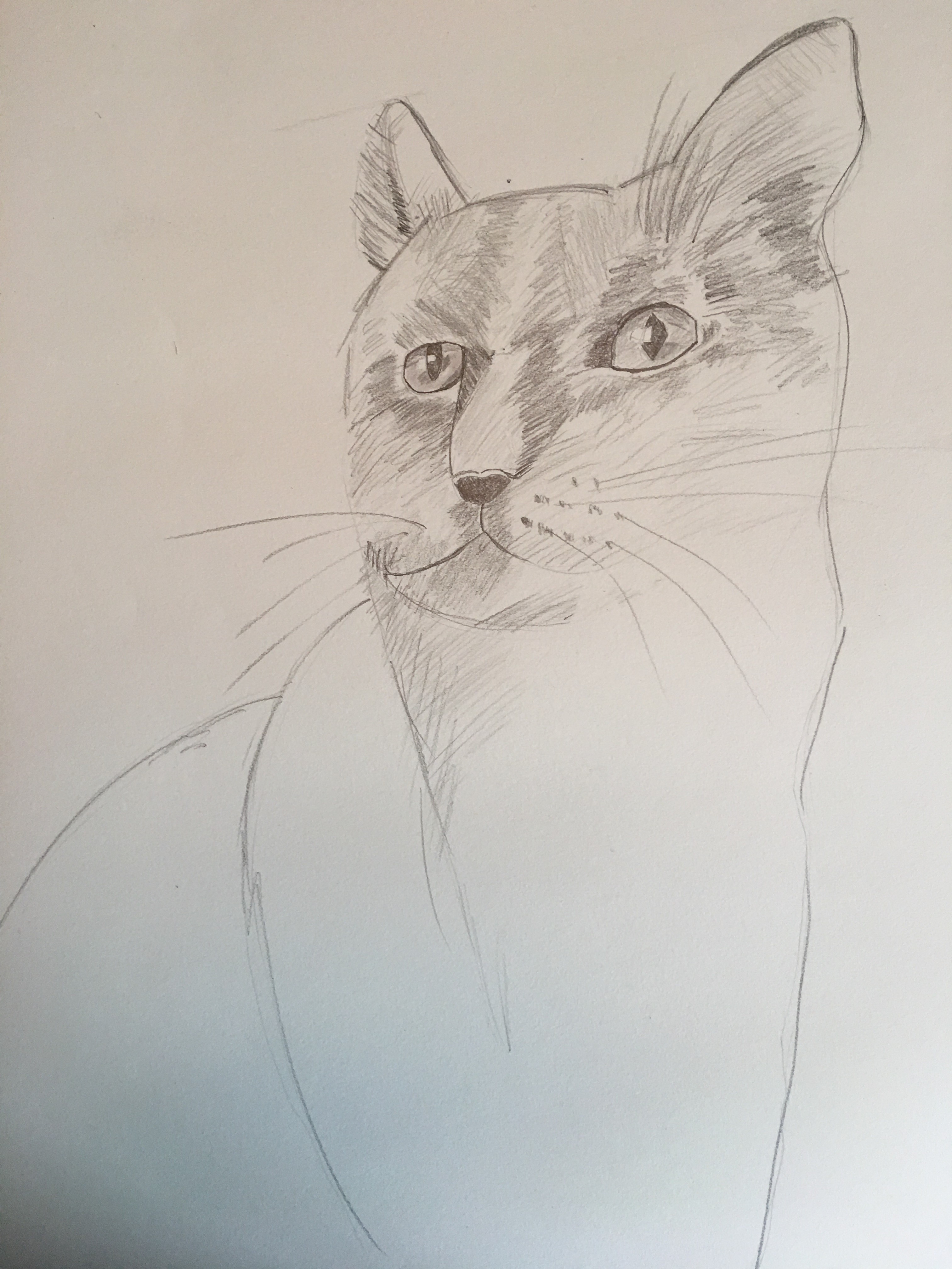 portrait de chat terminé dessiné au crayon avec technique de hachures
