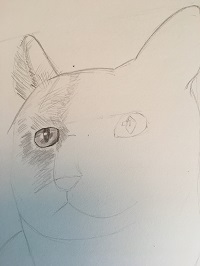 dessiner l’œil d’un chat au crayon dans un portrait de chat