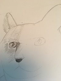 dessiner la truffe d’un chat au crayon avec ombres et hachures