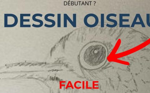 dessiner un oiseau facilement dessin crayon debutant tete oiseau detail oeil