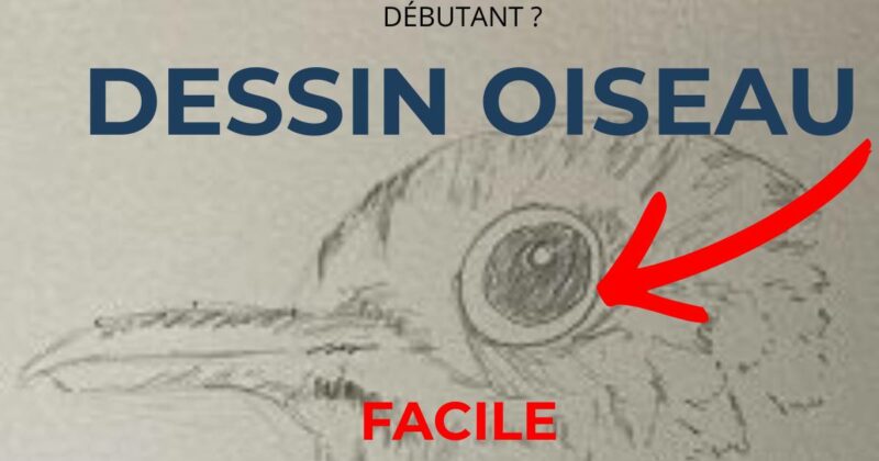 dessiner un oiseau facilement dessin crayon debutant tete oiseau detail oeil