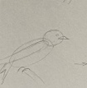 dessin pie forme oiseau