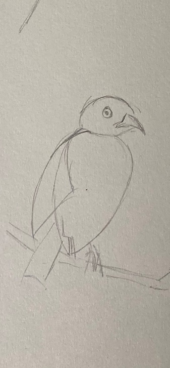 dessin perroquet forme oiseau