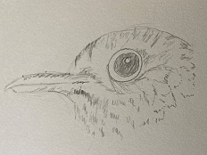 dessin oeil oiseau détail