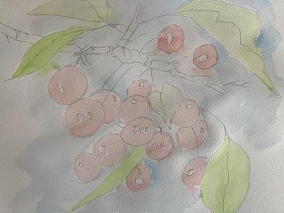 Comment créer des cerises réalistes en aquarelle : Guide complet pour les débutants.